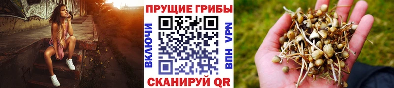 мориарти как зайти  Плавск  Галлюциногенные грибы GOLDEN TEACHER 